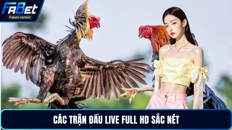 Các trận đấu live full HD sắc nét