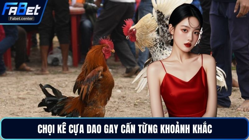 Chọi kê cựa dao gay cấn từng khoảnh khắc